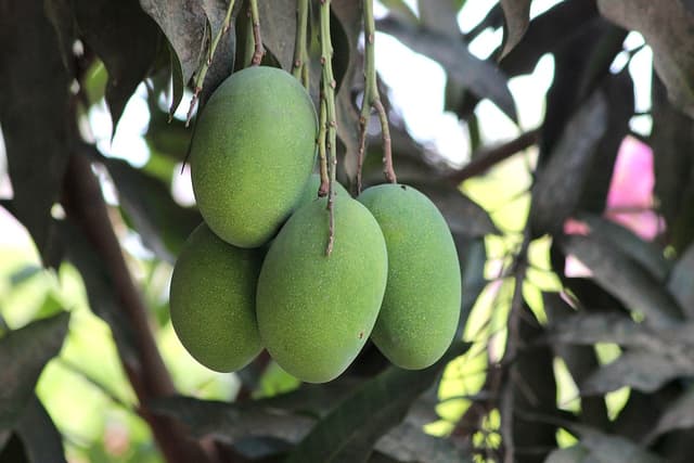 আম্রপালি আম