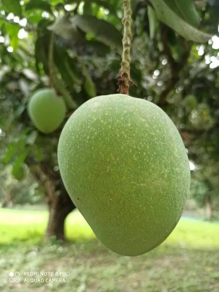 ক্ষিরশাপাত / হিমসাগর আম