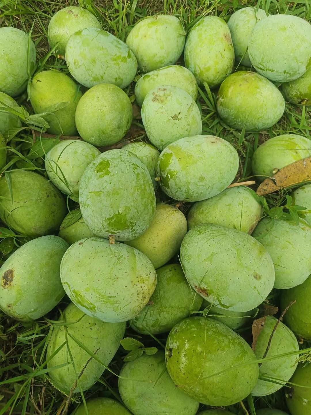 ল্যাংড়া আম