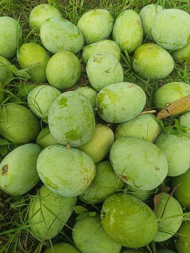 ল্যাংড়া আম