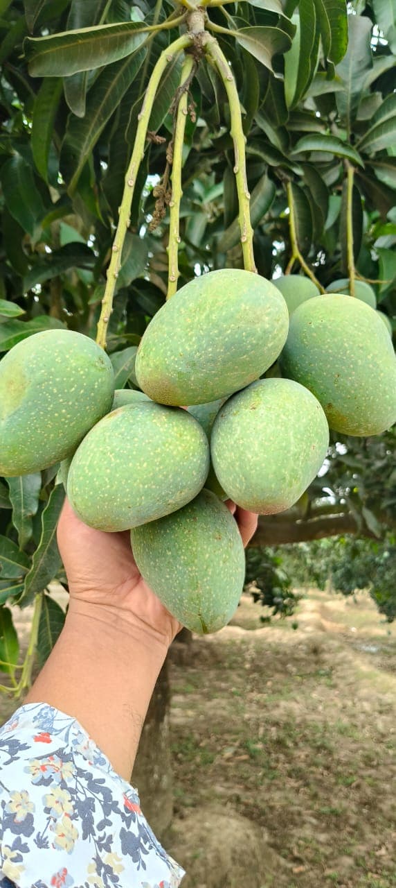 গোপালভোগ আম