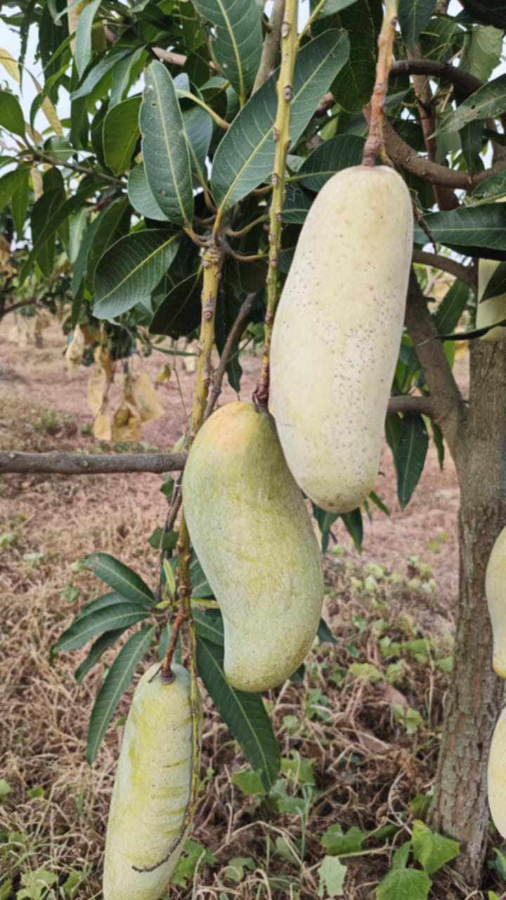 ব্যানানা ম্যাংগো